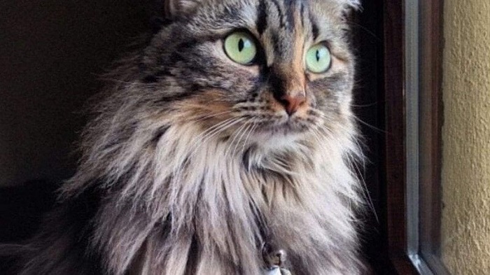 Sale su una pianta, gatto salvato a Pray