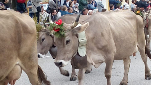 transumanza foto archivio