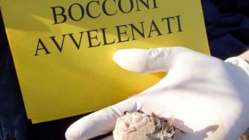 bocconi animali avvelenati