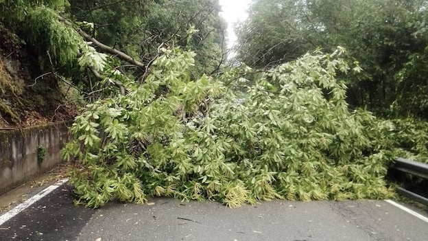 albero caduto pogno giu 25