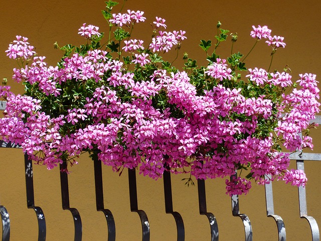 gerani balcone fiori