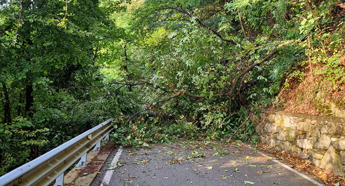 Maltempo, albero crolla sulla strada tra Miasino e Orta: nessun ferito