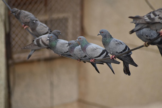 pigeons line 2505581 640