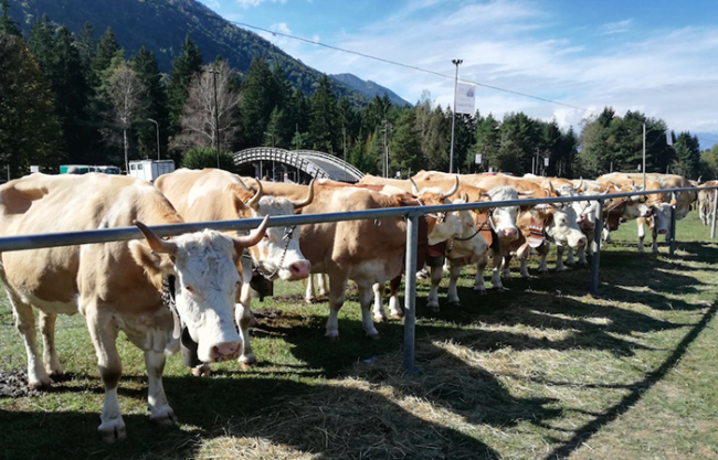 vacche fiera vigezzo 18 images sampledata 2018 ottobre thumb medium650 0